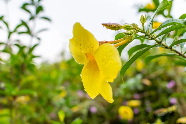 Желтый Колокол Allamanda Cathartica Цветок Называемый Золотой Трубой Цветок Каплями — стоковое фото