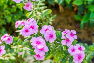 Catharanthus Roseus veya Periwinkle Çiçeği, Çin 'in Shenzhen şehrinde baharda yağmurlu bir günün ardından yaygın olarak çimenlik alanlarda çim yerine kullanılır..