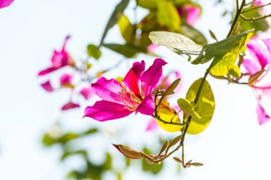 Pembe Bauhinia çiçeği, Hong Kong Botanik Bahçeleri 'nde yetiştirilen ve Hong Kong' da yaygın olarak ekilen Hong Kong Orkide Ağacı olarak bilinir.