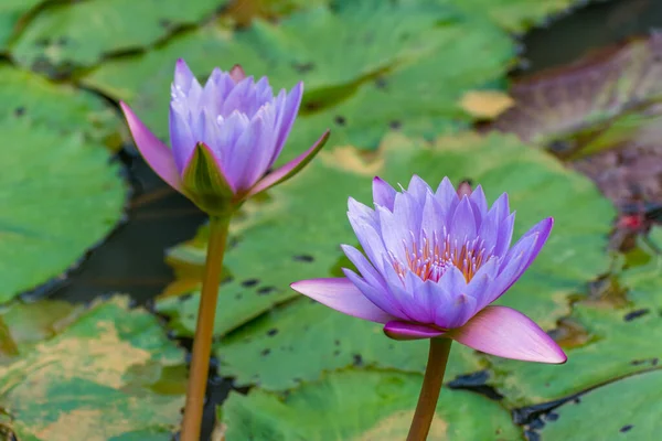A pair of Blue water lily flower blooming in the pond at the park in Shenzhen, China