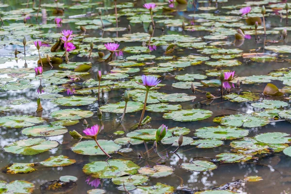 Pembe nilüfer çiçekleri, yeşil tomurcuklar ve yapraklar Çin 'in Shenzhen şehrinde sonbaharda gölette büyüyor.