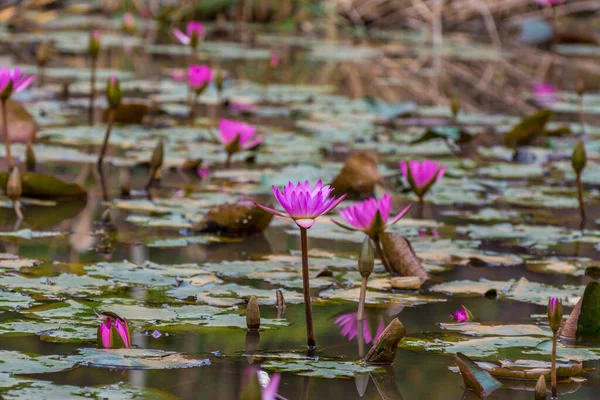 Rosa Seerosenblüten Und Grüne Knospen Und Blätter Die Herbst Teich — Stockfoto
