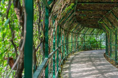 Sarmaşıklar güneş ışığı altında koridor açtı.