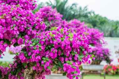 Shenzhen, Çin 'de Bougainvillea Spectabilis çiçek sergisinin mor bonsai ağacı. Ayrıca büyük bir bougainvillea olarak da bilinir. Çiçek açan bir bitki türü. Brezilya, Bolivya, Peru ve Arjantin 'e özgüdür..
