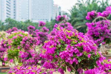 Shenzhen, Çin 'de Bougainvillea Spectabilis çiçek sergisinin mor bonsai ağacı. Ayrıca büyük bir bougainvillea olarak da bilinir. Çiçek açan bir bitki türü. Brezilya, Bolivya, Peru ve Arjantin 'e özgüdür..