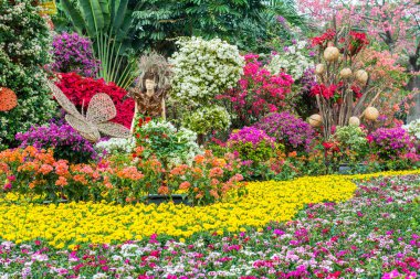 Bougainvillea bonsai çiçek festivali Shenzhen, Çin 'de. Bougainvillea aynı zamanda büyük bougainvillea olarak da bilinir. Çiçek açan bir bitki türü. Brezilya, Bolivya, Peru ve Arjantin 'e özgüdür..