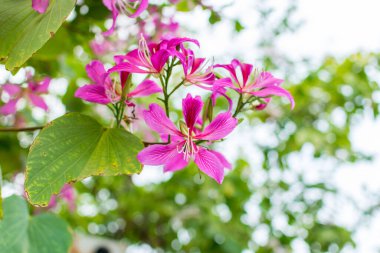 Pembe Bauhinia çiçekleri, genellikle Hong Kong Orkide Ağacı olarak bilinir..