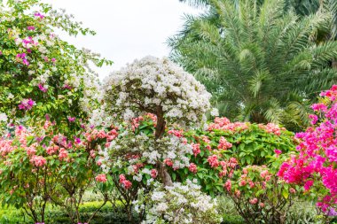 Beyaz bougainvillea bonsai ağacı festivali Shenzhen, Çin 'de. Bougainvillea aynı zamanda büyük bougainvillea olarak da bilinir. Çiçek açan bir bitki türü. Brezilya, Bolivya, Peru ve Arjantin 'e özgü..