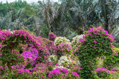 Shenzhen, Çin 'de Bougainvillea Spectabilis çiçek sergisinin mor bonsai ağacı. Ayrıca büyük bir bougainvillea olarak da bilinir. Çiçek açan bir bitki türü. Brezilya, Bolivya, Peru ve Arjantin 'e özgüdür..