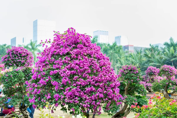 Albero Bonsai Viola Bougainvillea Spectabilis Mostra Floreale Shenzhen Cina Anche — Foto Stock