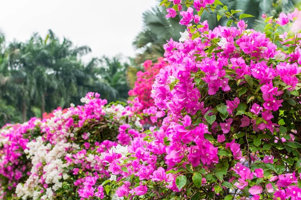 Purple Bonsai Tree Bougainvillea Spectabilis Flower Exhibition Shenzhen China Also — Stock Photo, Image