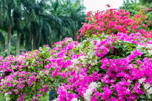 Shenzhen, Çin 'de Bougainvillea Spectabilis çiçek sergisinin mor bonsai ağacı. Ayrıca büyük bir bougainvillea olarak da bilinir. Çiçek açan bir bitki türü. Brezilya, Bolivya, Peru ve Arjantin 'e özgüdür..