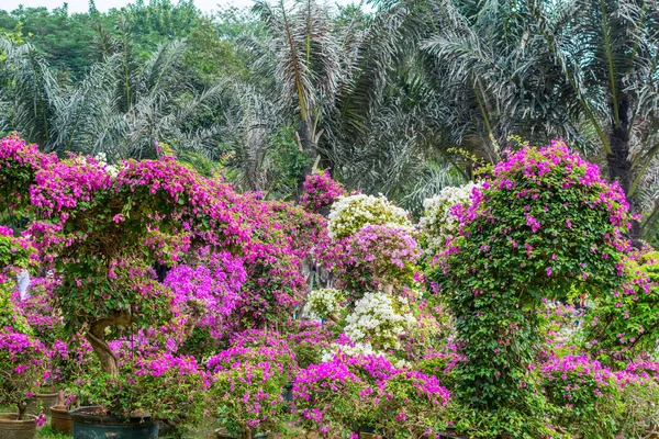 Albero Bonsai Viola Bougainvillea Spectabilis Mostra Floreale Shenzhen Cina Anche — Foto Stock