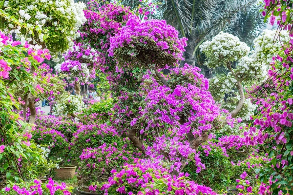 Purple Bonsai Tree Bougainvillea Spectabilis Flower Exhibition Shenzhen China 식물의 — 스톡 사진
