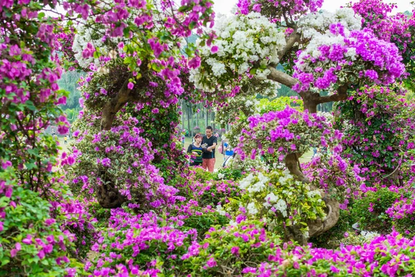 Purple Bonsai Tree Bougainvillea Spectabilis Flower Exhibition Shenzhen China 식물의 — 스톡 사진