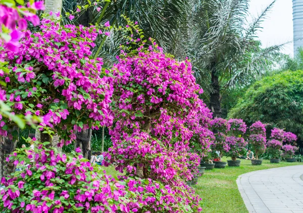 Albero Bonsai Viola Bougainvillea Spectabilis Mostra Floreale Shenzhen Cina Anche — Foto Stock