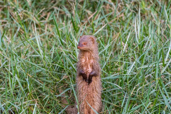 Mangusto Indiano Cinzento Sobre Madeira Seca Procura Comida Pastagem Zoológico — Fotografia de Stock