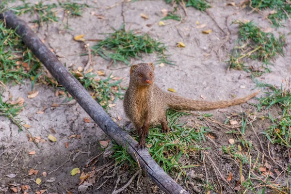 Gray Indian Mongoose Standing Dry Wood Looking Food Grassland Zoo — Stock Photo, Image