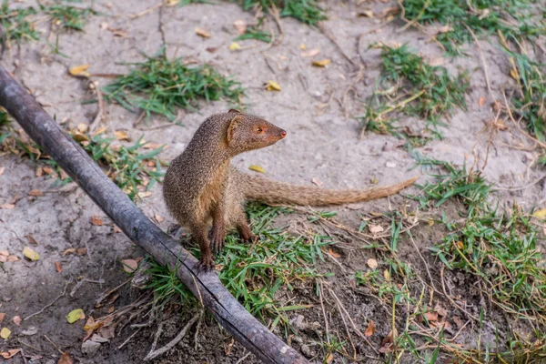 Mangusto Indiano Cinzento Sobre Madeira Seca Procura Comida Pastagem Zoológico — Fotografia de Stock