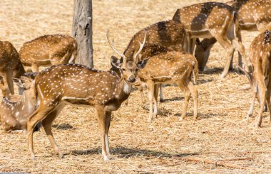Nehru Zooloji Parkı, Haydarabad, Hindistan 'da boynuzlu benekli geyik sürüsü.