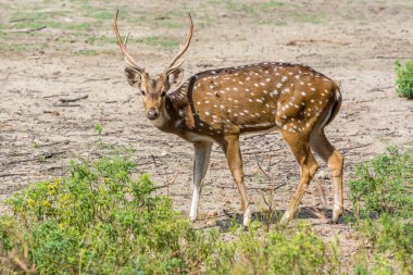 Nehru Zooloji Parkı, Hyderabad, Indi 'de boynuzlu benekli bir geyik.