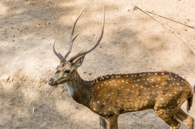 Hindistan 'ın Haydarabad kentindeki Nehru Zooloji Parkı' nda boynuzlu benekli bir geyik.