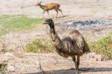 Kuru çölde koşan benekli bir geyiğe bakan büyük bir emu kuşu. 