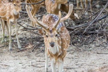 Nehru Hayvanat Bahçesi 'nde boynuzlu benekli geyik portresi