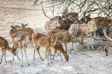Nehru Zooloji Parkı, Haydarabad, Hindistan 'da boynuzlu benekli geyik sürüsü.
