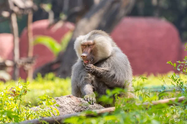 Adult Male Hamadryas Baboon Sitting Rock Nehru Zoological Park Hyderabad — Stock Photo, Image