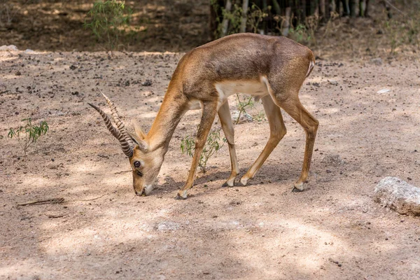 Blackbuck Antilope Cervicapra Hindistan Nepal Özgü Bir Antilop Türüdür — Stok fotoğraf