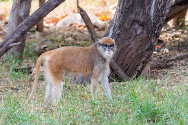 Patas maymunu (Erythrocebus patas), Hindistan 'ın Hyderabad kentindeki Nehru Zooloji Parkı' nda yaşayan bir maymun türü..