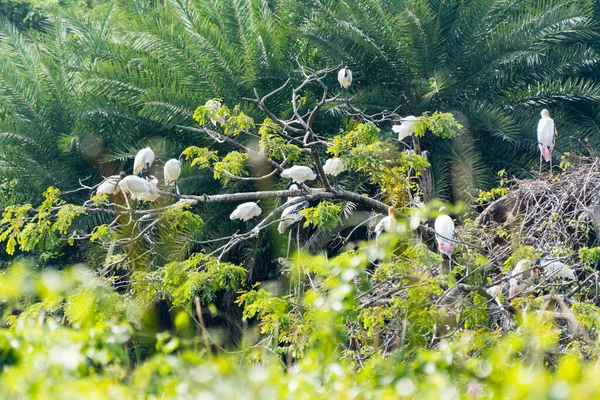 Nehru Állatkerti Parkban Hyderabad India Faágakon Ülõ Egretfélék Madarak Egy — Stock Fotó