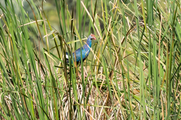 Porphyrio Porphyrio Purple Swamp Hen Розташований Очереті Природному Заповіднику Зоологічному — стокове фото