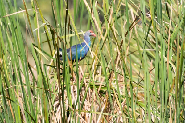 Porphyrio Porphyrio Purple Swamp Hen Розташований Очереті Природному Заповіднику Зоологічному — стокове фото