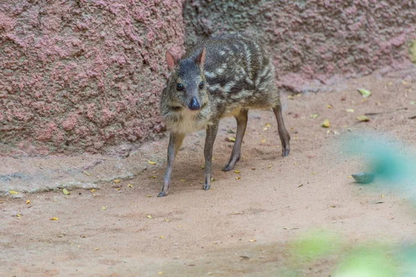 Tragulus Kanchil Uma Espécie Ave Família Tragulidae Tragulidae Parque Zoológico — Fotografia de Stock