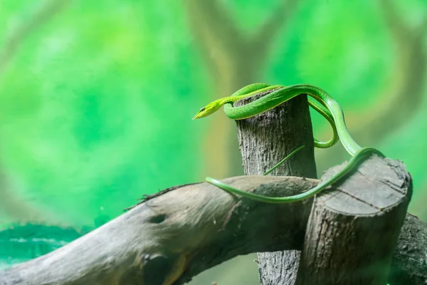 Asian Vine Snake Green Ahaetulla Prasina Snake Crawling Dry Wood — Stock Photo, Image