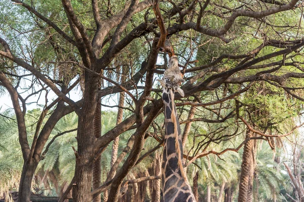 Eine Afrikanische Giraffe Giraffa Camelopardalis Ein Afrikanisches Huftier Das Größte — Stockfoto