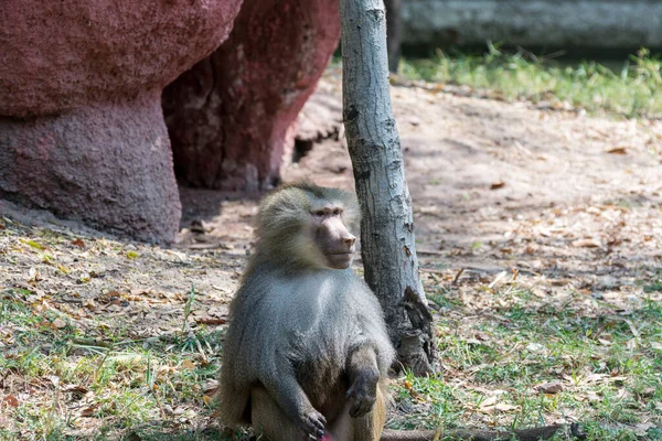 Retrato Babuíno Hamadryas Adulto Faminto Parque Zoológico Nehru Hyderabad Índia — Fotografia de Stock