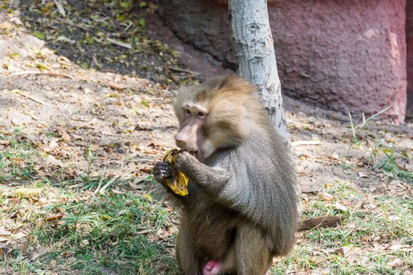 Hambriento Macho Adulto Hamadryas Babuino Comiendo Plátano Parque Zoológico Nehru — Foto de Stock