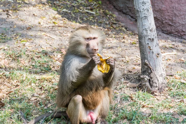 Homem Adulto Faminto Hamadryas Babuíno Comendo Banana Parque Zoológico Nehru — Fotografia de Stock