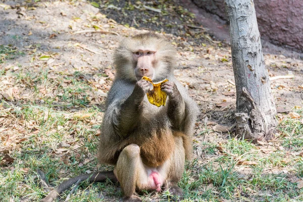 Homem Adulto Faminto Hamadryas Babuíno Comendo Banana Parque Zoológico Nehru — Fotografia de Stock