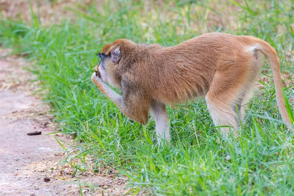 パタス猿 Erythrocebus Patas インド ハイデラバードのネルー動物園で動物園で食事をするワディ猿またはハサル猿とも呼ばれる — ストック写真