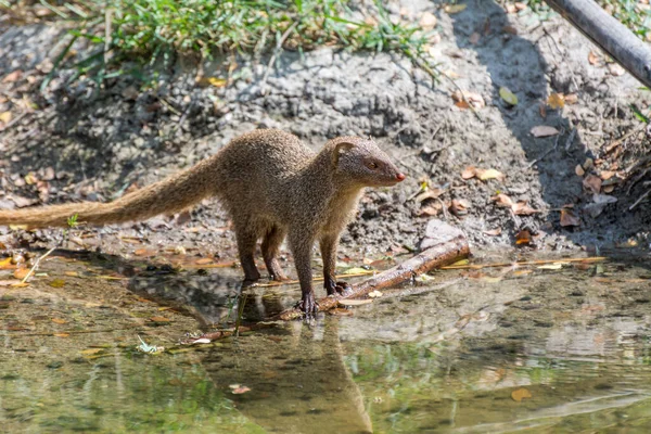 A gray Indian mongoose standing and staying alert in the lakeside of the Nehru Zoological Park - Hyderabad