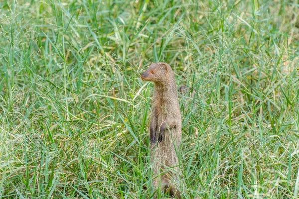 Mangusto Indiano Cinzento Procura Comida Prado Parque Zoológico Nehru Hyderabad — Fotografia de Stock