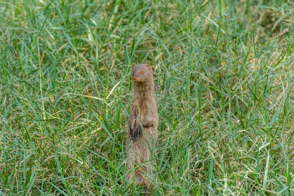 Mangusto Indiano Cinzento Procura Comida Prado Parque Zoológico Nehru Hyderabad — Fotografia de Stock