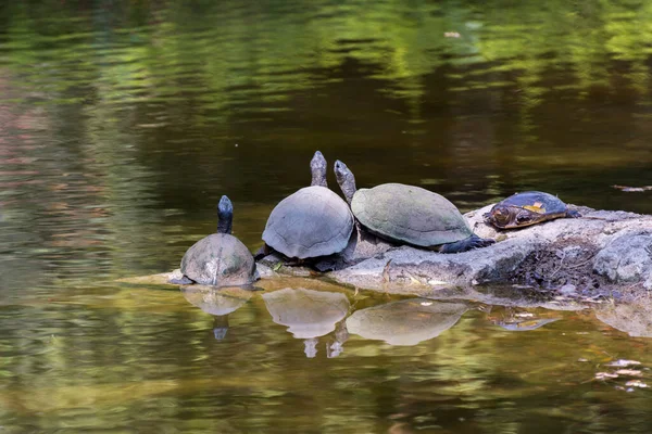 Dört kaplumbağa Nehru Zooloji Parkı 'ndaki Hyderabad, Hindistan' ın göletine bakıyor ve dinleniyor.