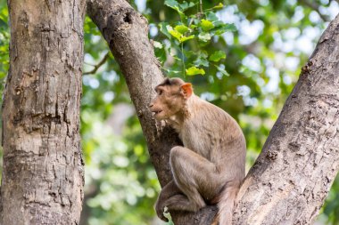Bir Hint maymunu (Hint makakları, başlık makakları) ağaç dalında komik bir ifadeyle oturuyor