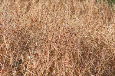 Sonbaharda Sanjay Gandhi Ulusal Parkı 'nın tepesinde, Mumbai, Hindistan' da kurak çimen çiçekleri. 