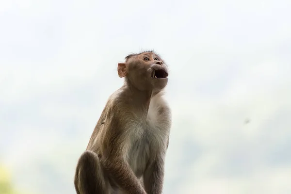 Indian Monkey Indian Macaques Bonnet Macaques Crying — Stock Photo, Image